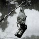 Illustration for article titled The Almost Perfect World War II Plot to Bomb Japan with Bats